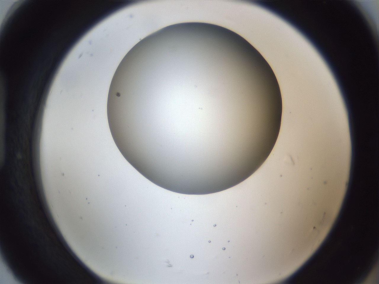 folderID163_plateID1163_batchID3206_wellNum92_profileID1_d1_r62805_ef.jpg