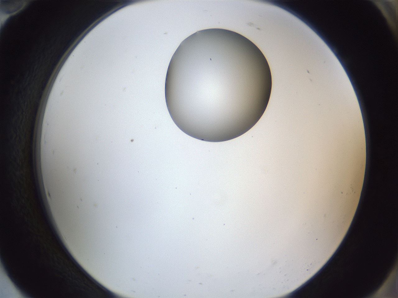 folderID163_plateID1163_batchID3206_wellNum94_profileID1_d2_r62810_ef.jpg