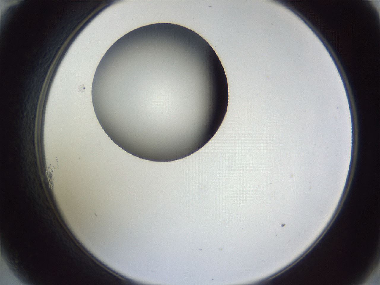 folderID164_plateID1164_batchID3211_wellNum11_profileID1_d2_r63796_ef.jpg