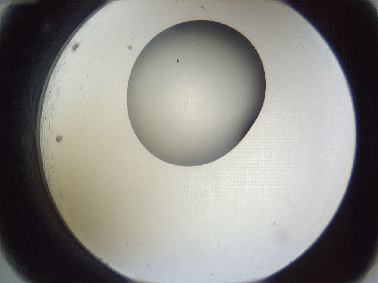 folderID164_plateID1164_batchID3211_wellNum12_profileID1_d2_r63798_ef.jpg