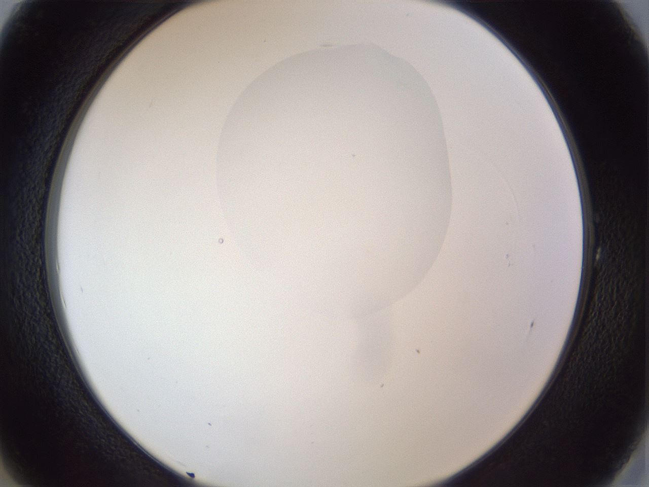 folderID164_plateID1164_batchID3211_wellNum1_profileID1_d2_r63776_ef.jpg