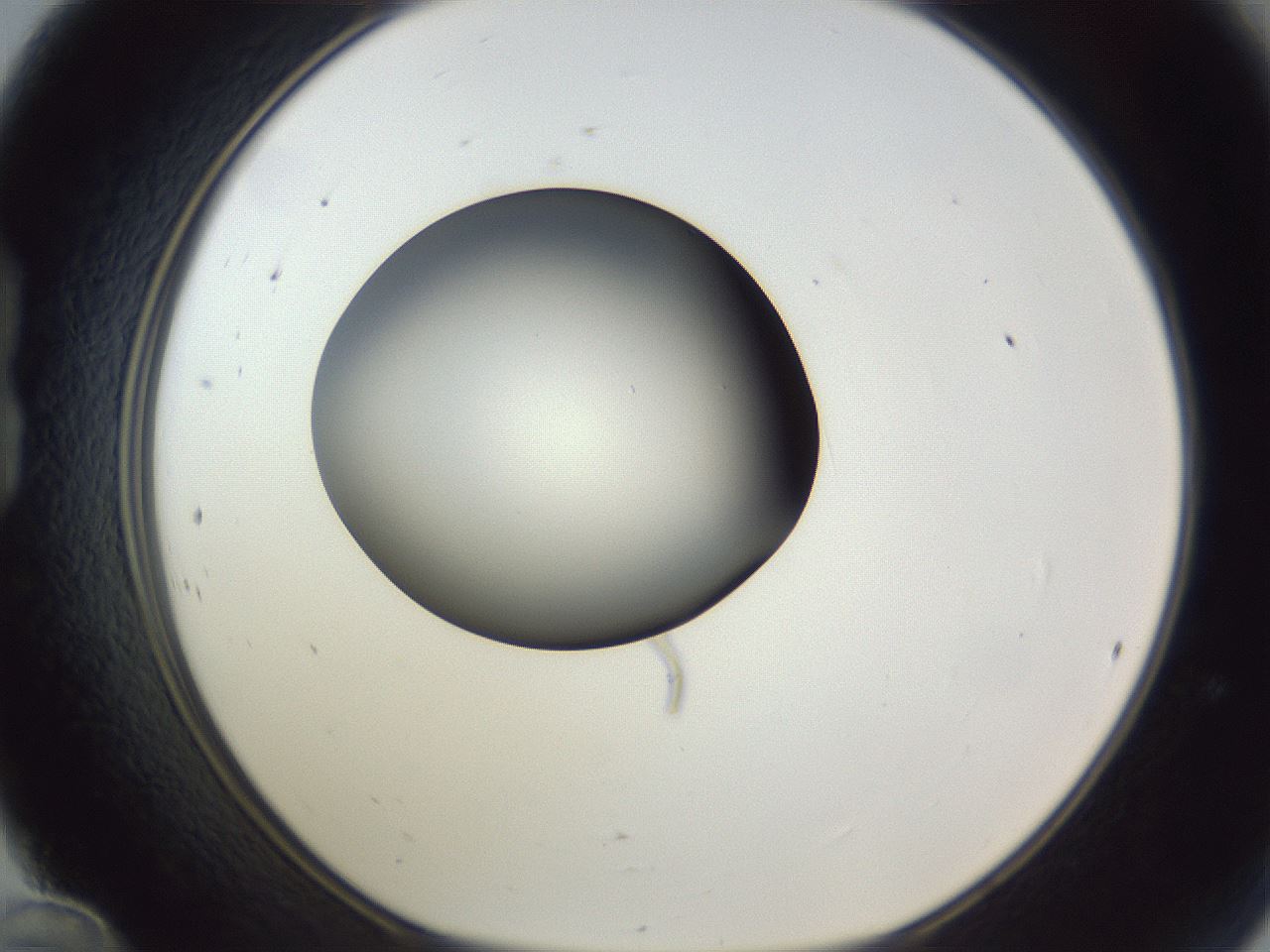 folderID164_plateID1164_batchID3211_wellNum24_profileID1_d1_r63821_ef.jpg