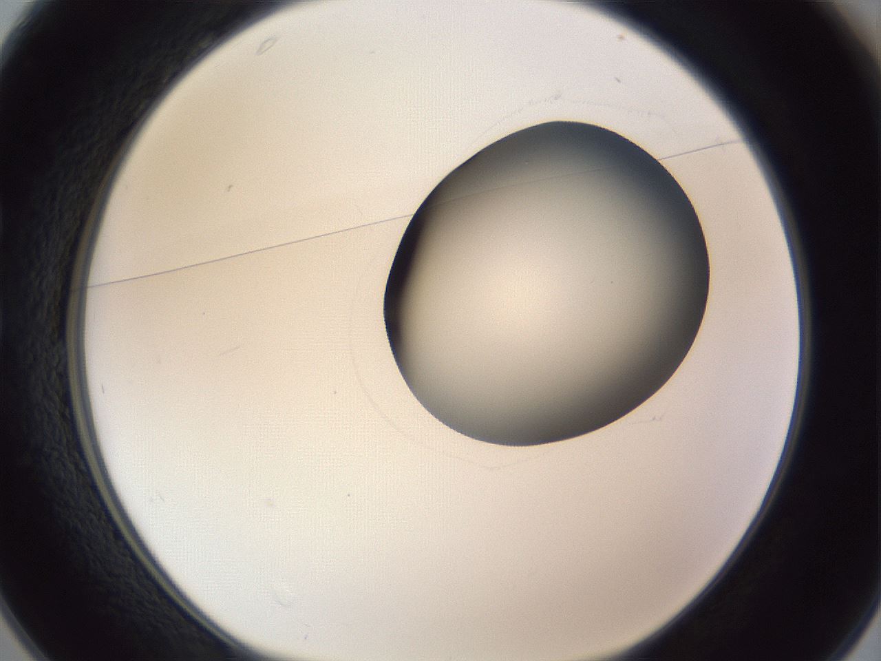 folderID164_plateID1164_batchID3211_wellNum25_profileID1_d1_r63823_ef.jpg