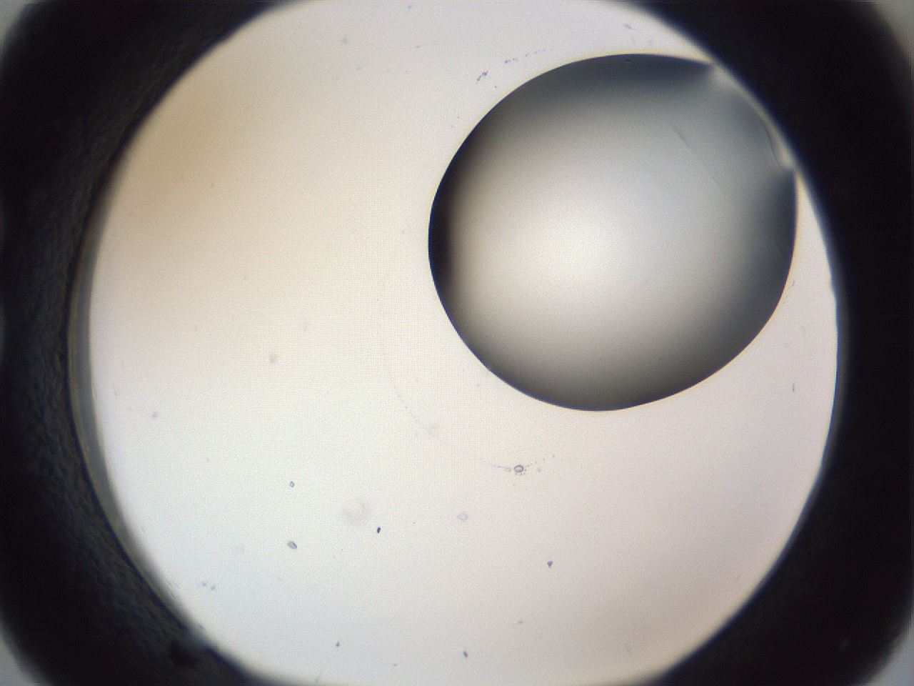 folderID164_plateID1164_batchID3211_wellNum26_profileID1_d1_r63825_ef.jpg