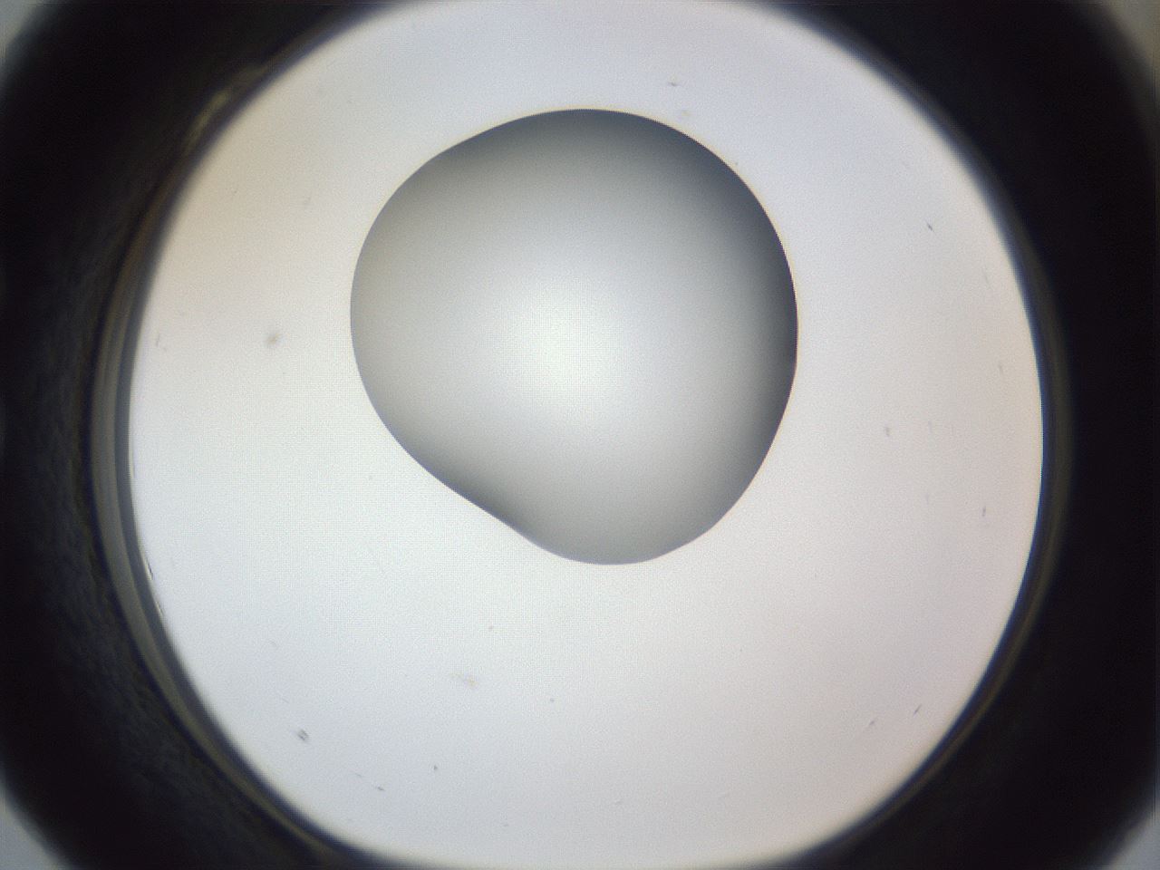 folderID164_plateID1164_batchID3211_wellNum28_profileID1_d1_r63829_ef.jpg