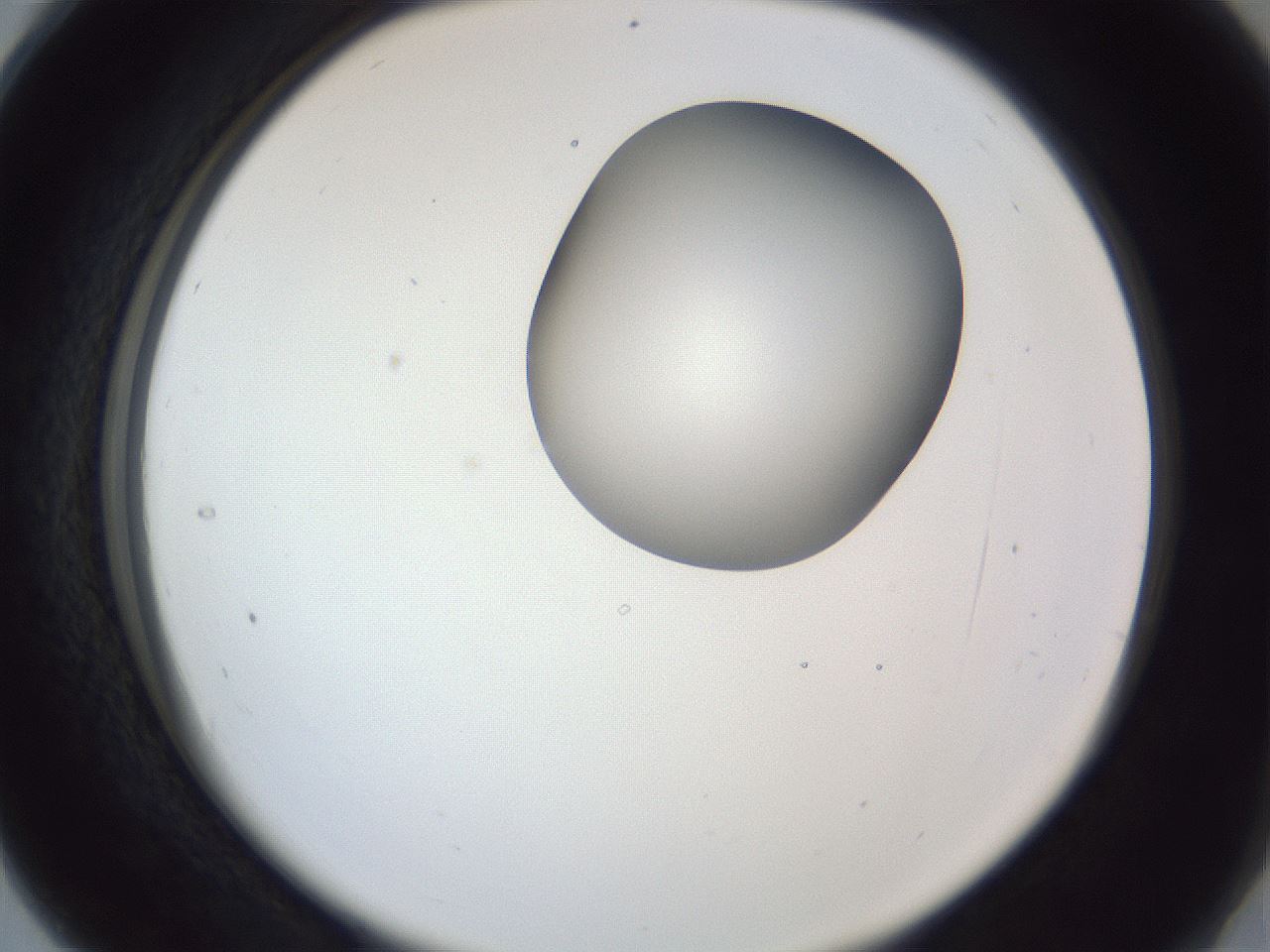 folderID164_plateID1164_batchID3211_wellNum28_profileID1_d2_r63830_ef.jpg