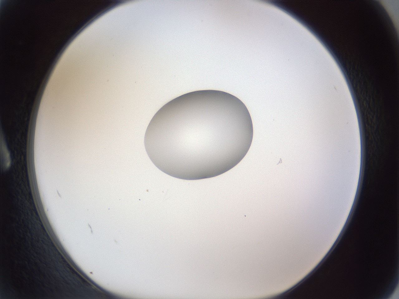 folderID164_plateID1164_batchID3211_wellNum2_profileID1_d1_r63777_ef.jpg