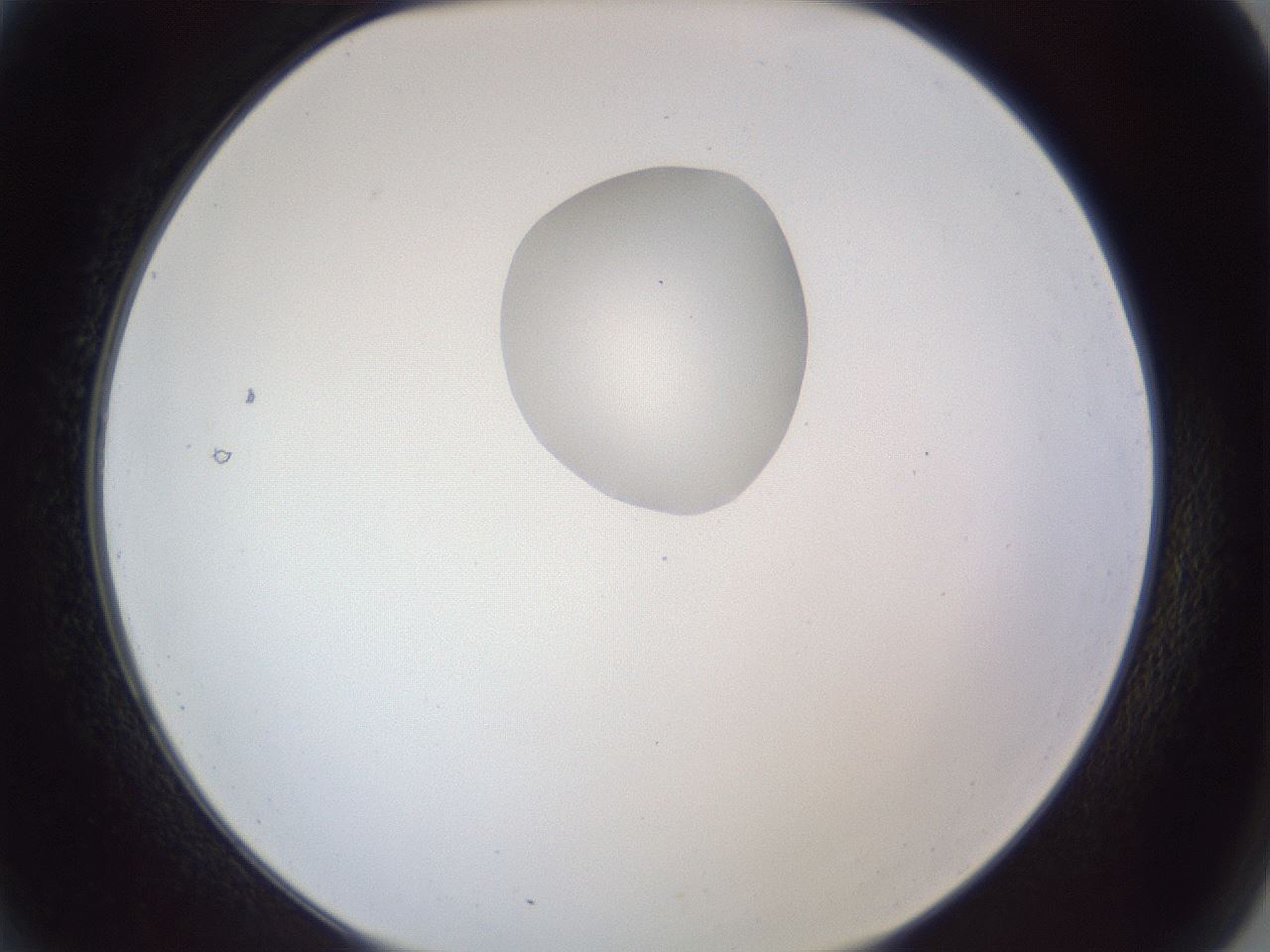 folderID164_plateID1164_batchID3211_wellNum2_profileID1_d2_r63778_ef.jpg