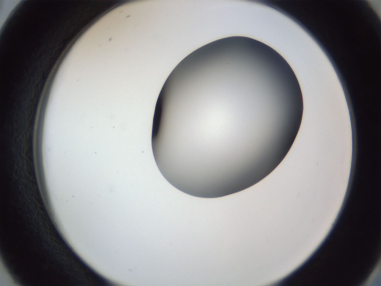 folderID164_plateID1164_batchID3211_wellNum38_profileID1_d2_r63850_ef.jpg