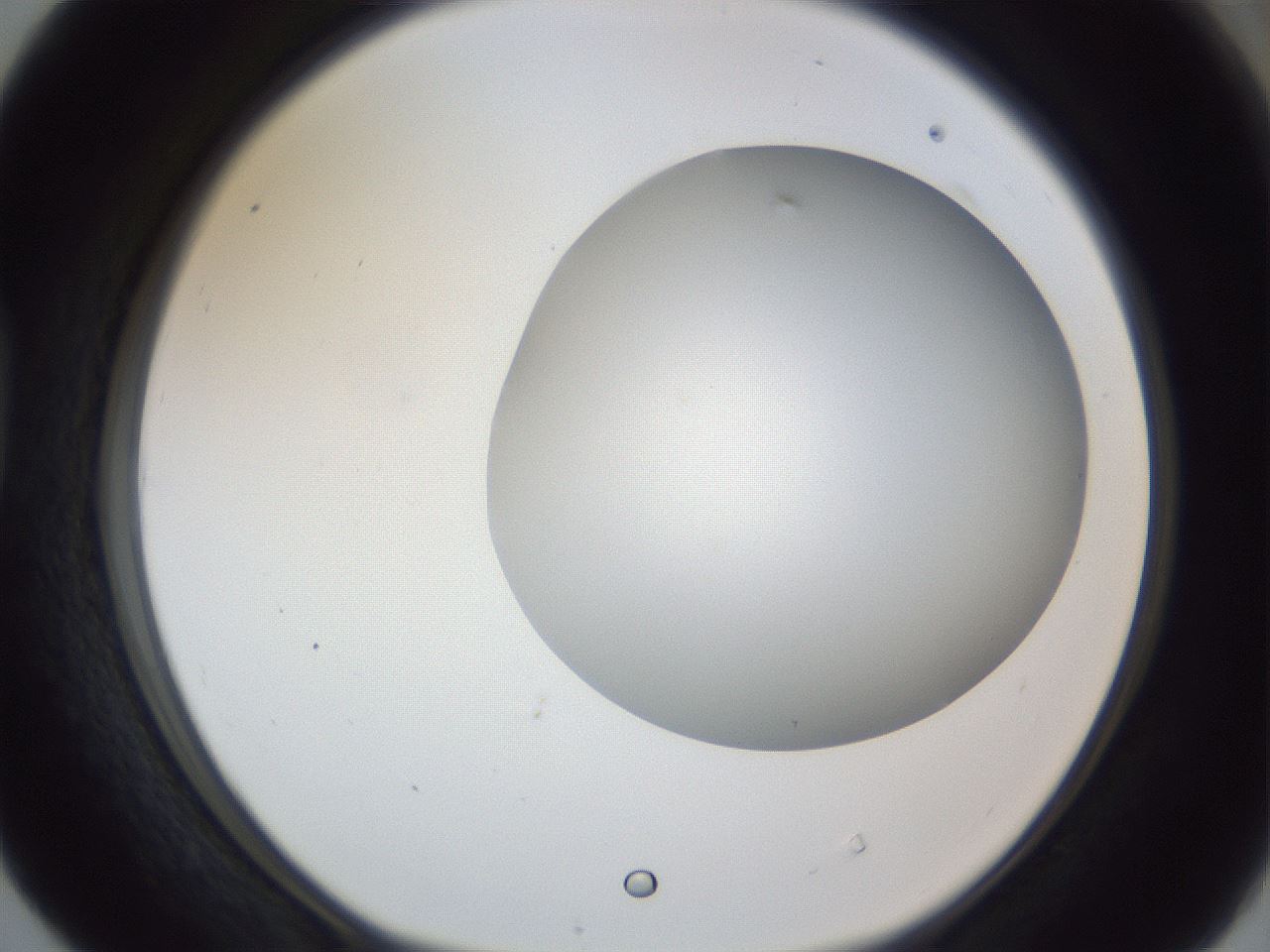 folderID164_plateID1164_batchID3211_wellNum40_profileID1_d1_r63853_ef.jpg
