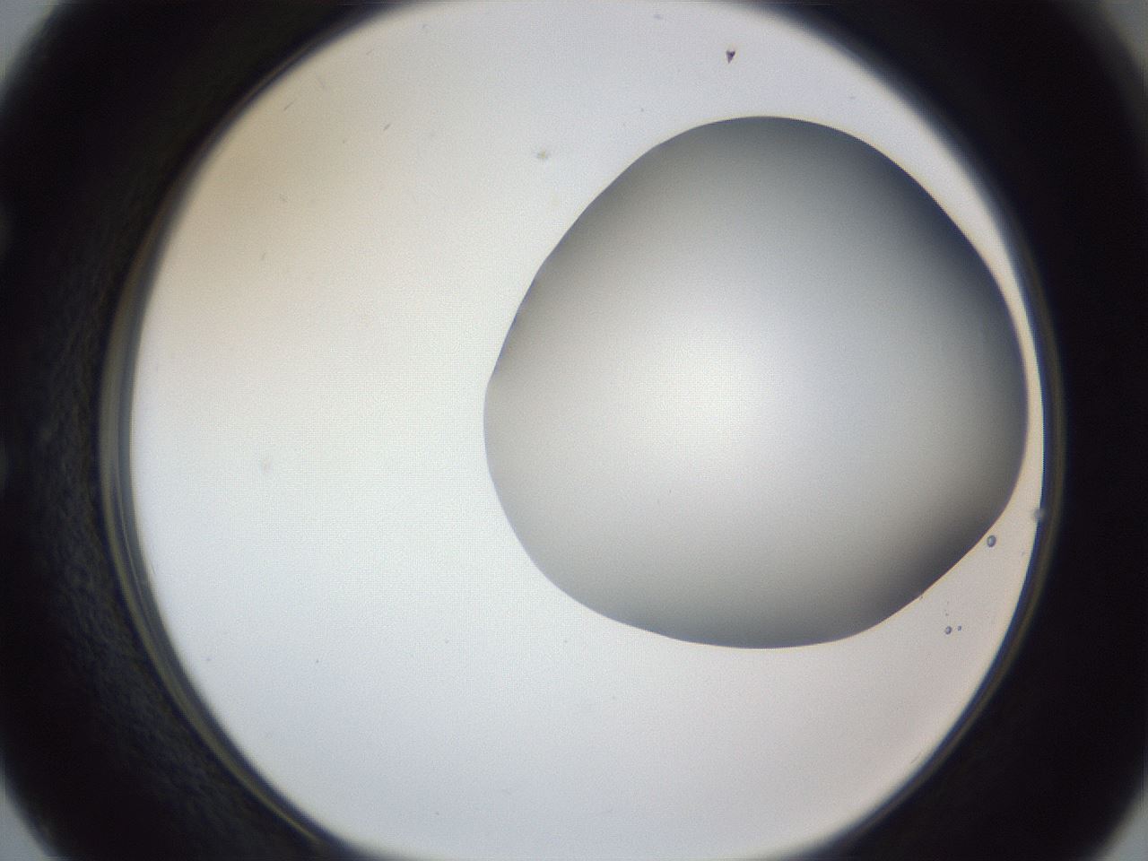 folderID164_plateID1164_batchID3211_wellNum50_profileID1_d1_r63873_ef.jpg