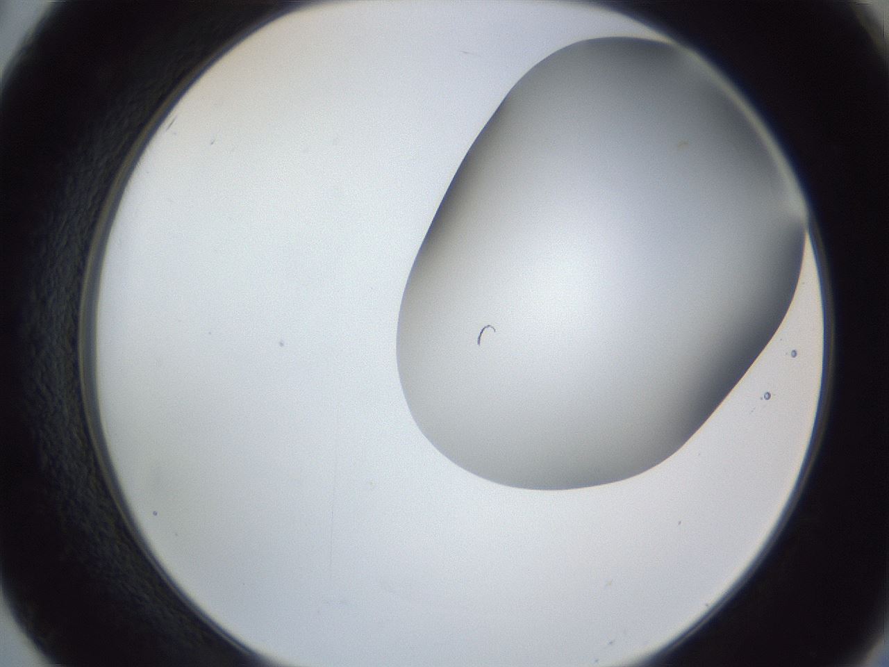 folderID164_plateID1164_batchID3211_wellNum50_profileID1_d2_r63874_ef.jpg