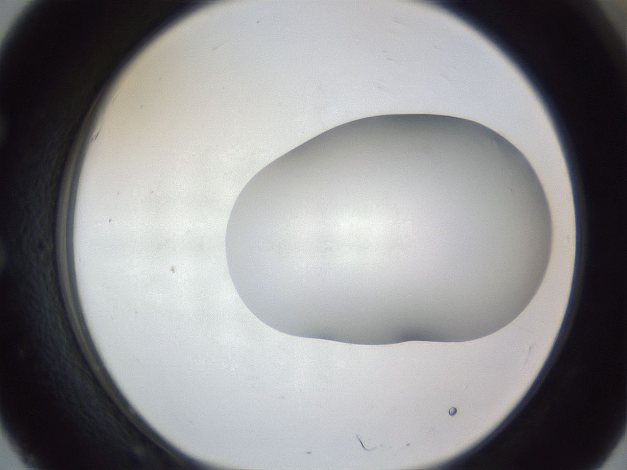 folderID164_plateID1164_batchID3211_wellNum51_profileID1_d1_r63875_ef.jpg