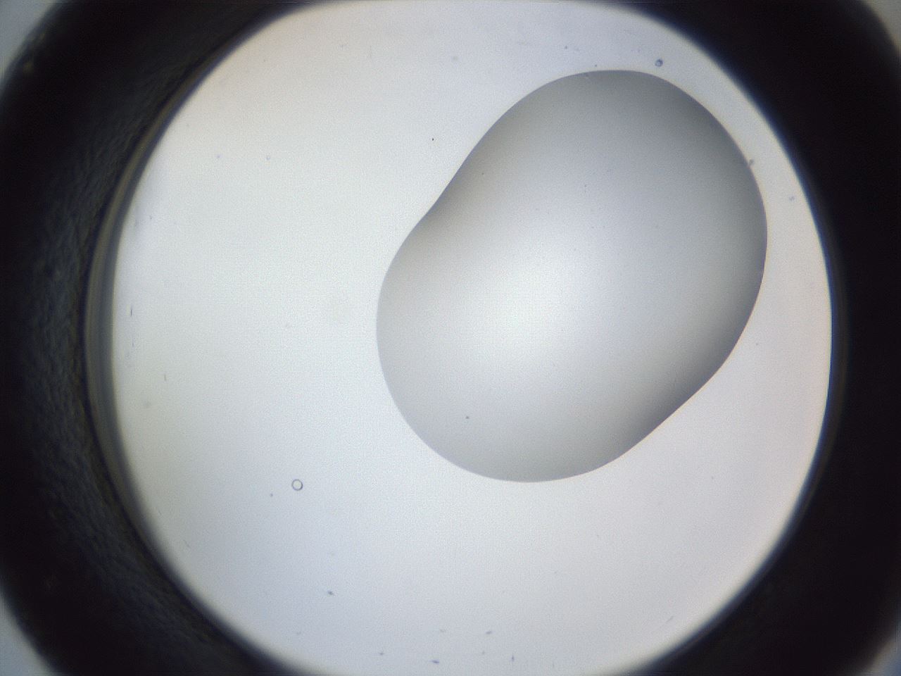 folderID164_plateID1164_batchID3211_wellNum51_profileID1_d2_r63876_ef.jpg