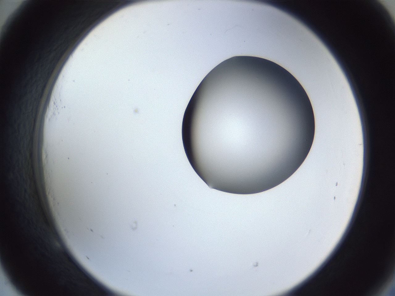 folderID164_plateID1164_batchID3211_wellNum53_profileID1_d2_r63880_ef.jpg