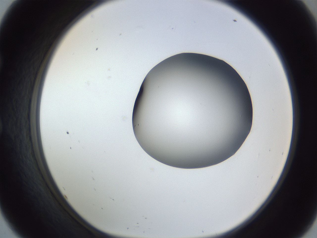 folderID164_plateID1164_batchID3211_wellNum57_profileID1_d1_r63887_ef.jpg