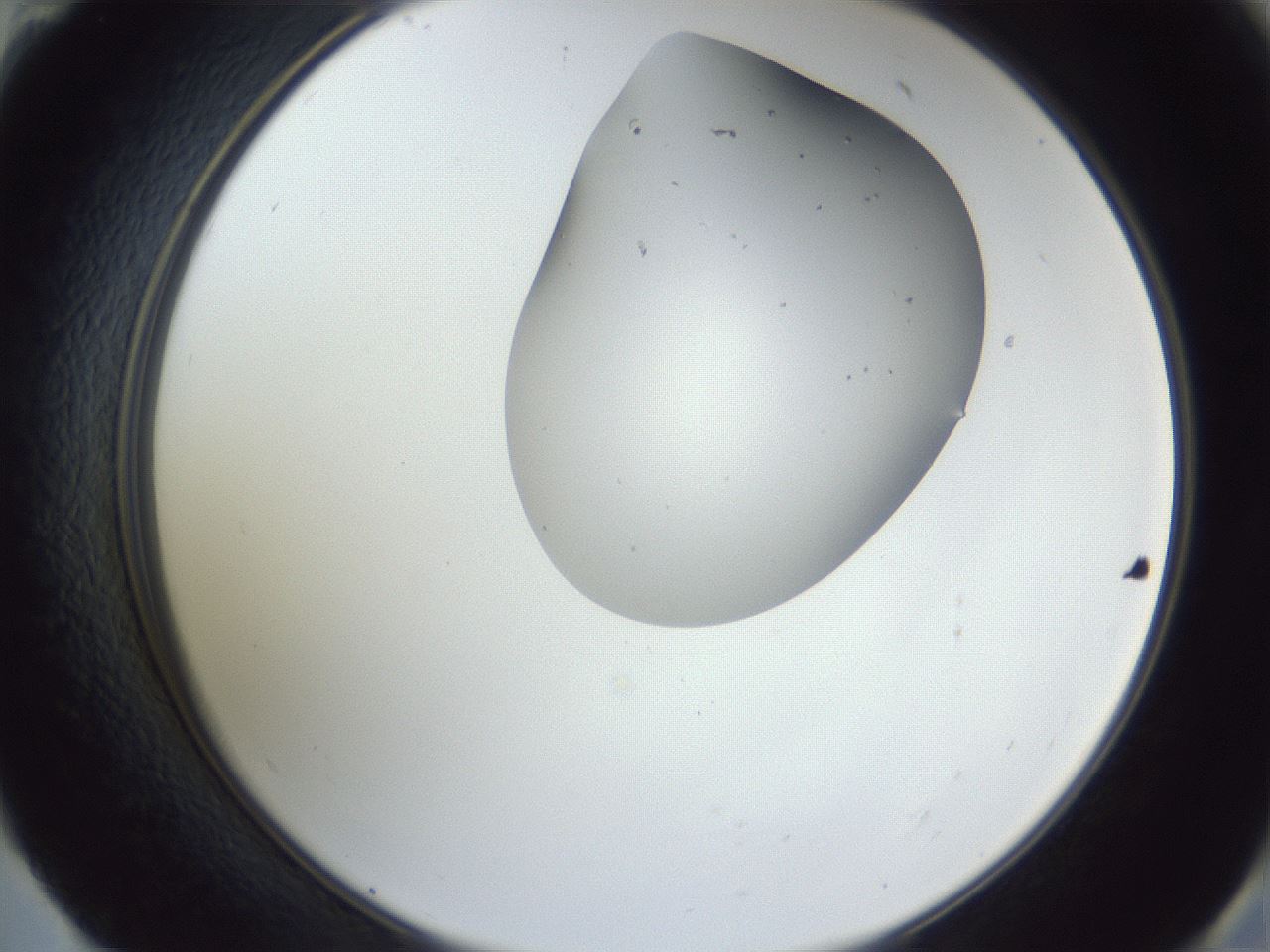 folderID164_plateID1164_batchID3211_wellNum59_profileID1_d2_r63892_ef.jpg