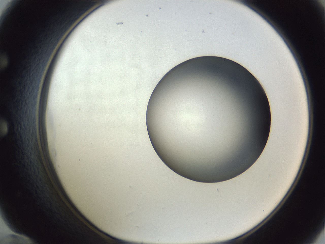 folderID164_plateID1164_batchID3211_wellNum60_profileID1_d1_r63893_ef.jpg