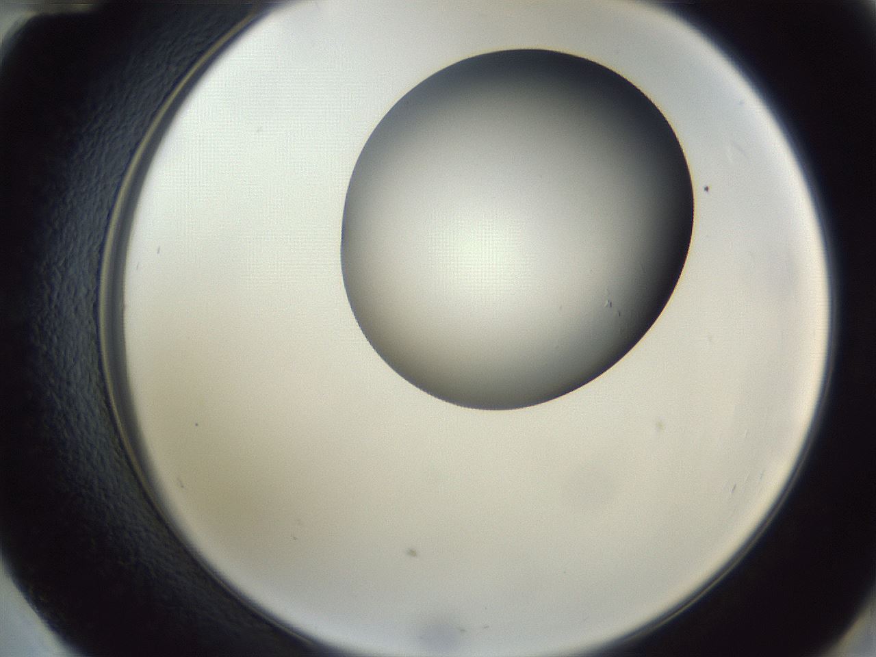 folderID164_plateID1164_batchID3211_wellNum60_profileID1_d2_r63894_ef.jpg