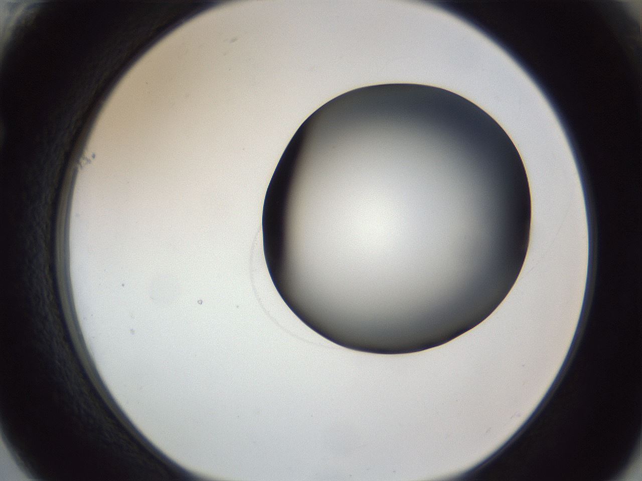 folderID164_plateID1164_batchID3211_wellNum61_profileID1_d1_r63895_ef.jpg