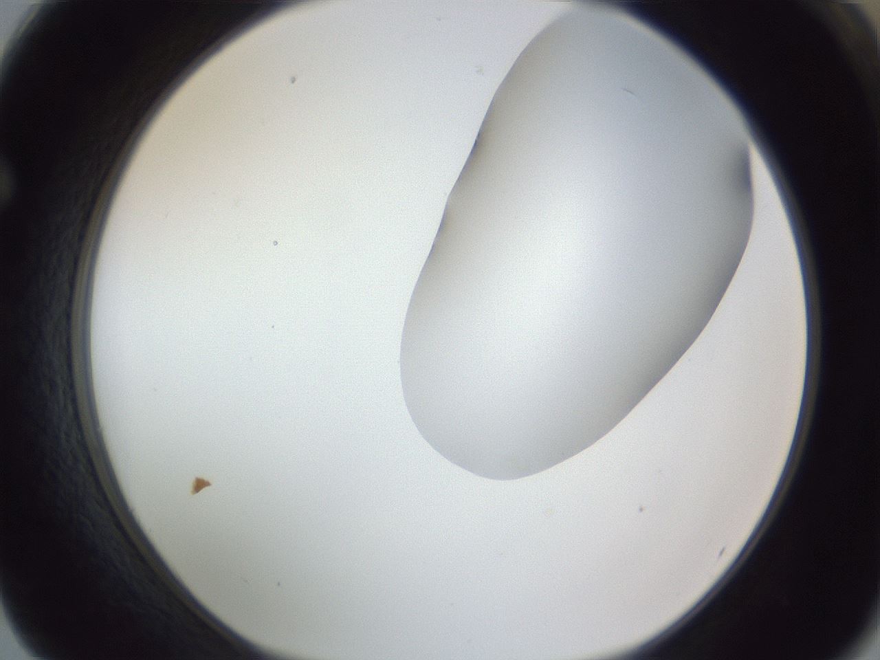 folderID164_plateID1164_batchID3211_wellNum62_profileID1_d1_r63897_ef.jpg