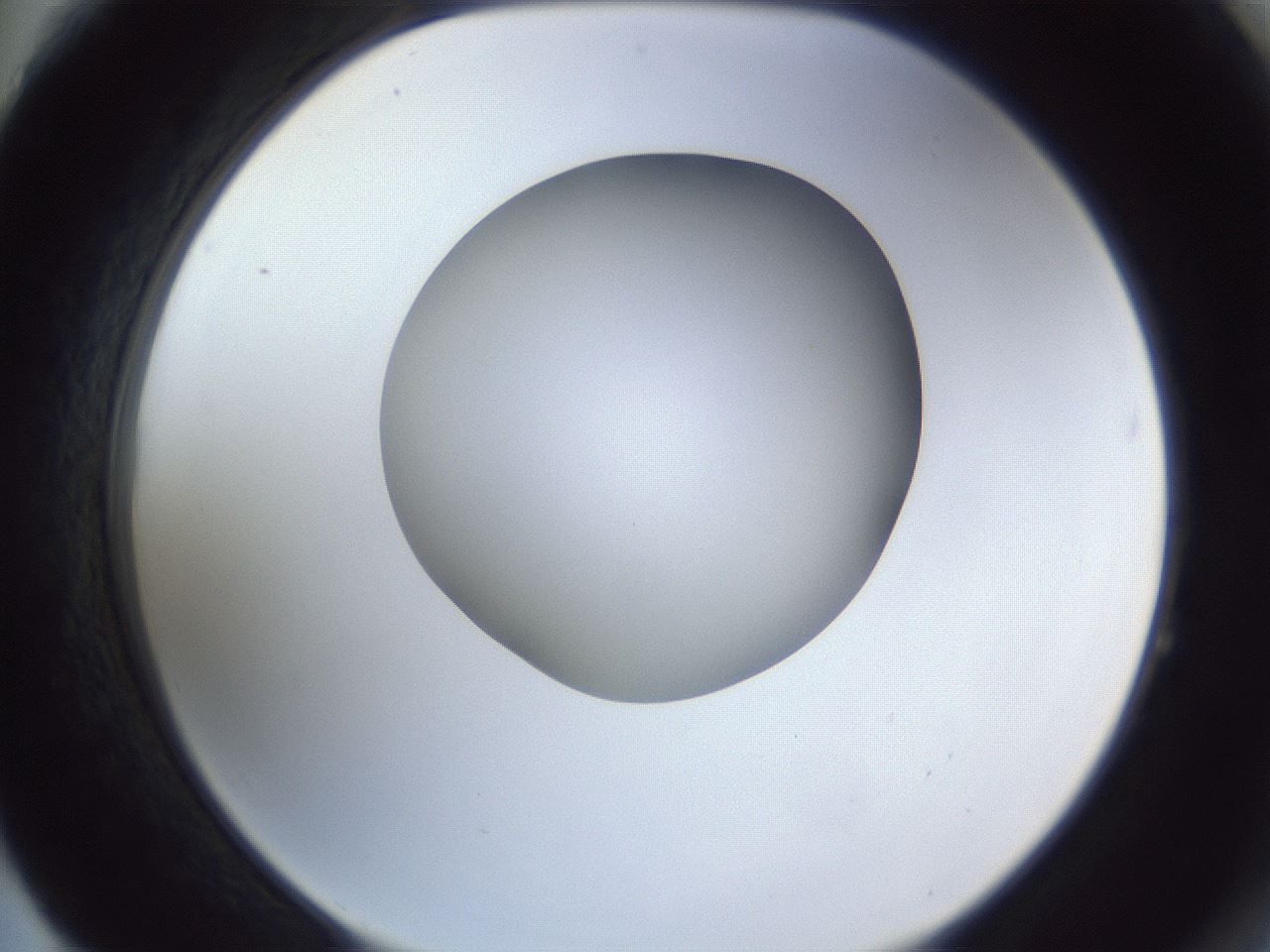folderID164_plateID1164_batchID3211_wellNum64_profileID1_d2_r63902_ef.jpg