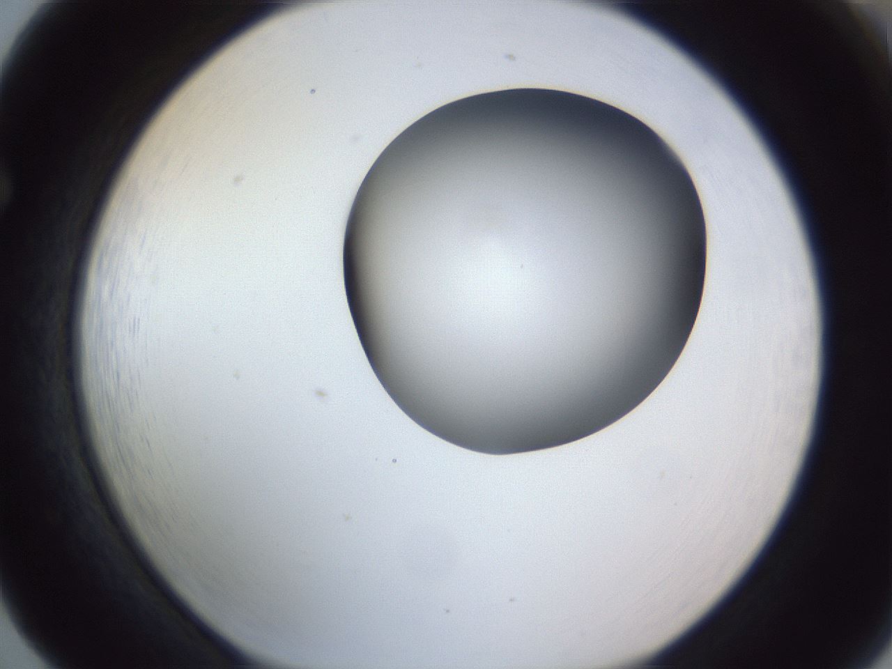 folderID164_plateID1164_batchID3211_wellNum65_profileID1_d1_r63903_ef.jpg