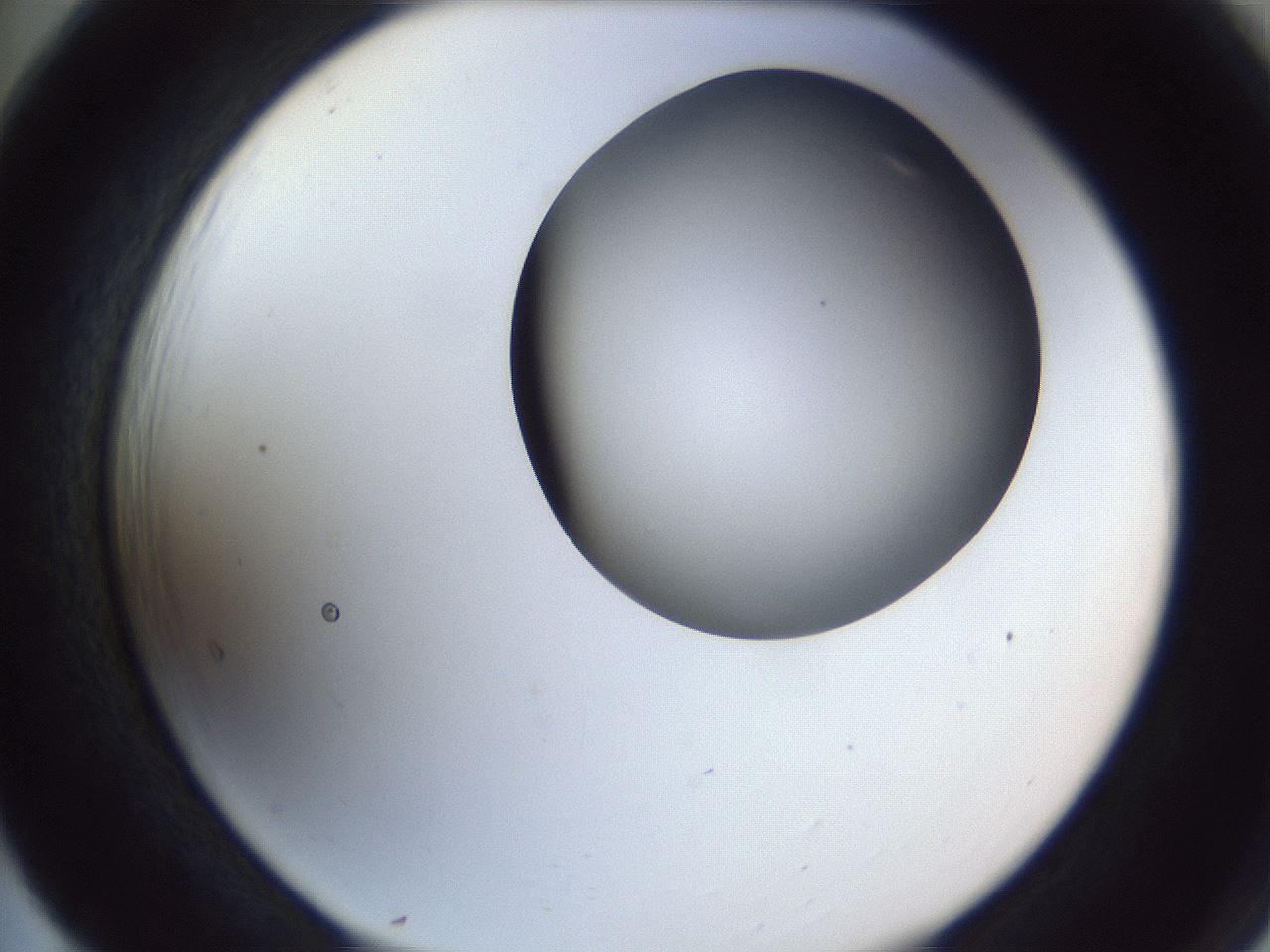 folderID164_plateID1164_batchID3211_wellNum65_profileID1_d2_r63904_ef.jpg