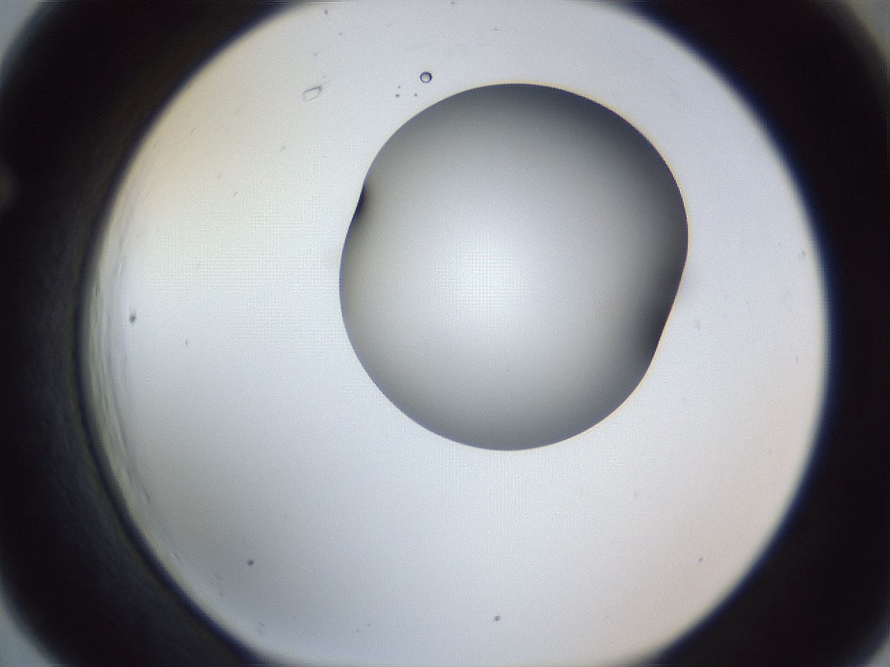folderID164_plateID1164_batchID3211_wellNum66_profileID1_d1_r63905_ef.jpg