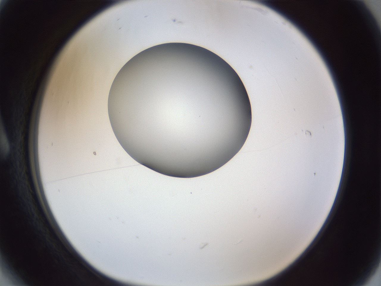 folderID164_plateID1164_batchID3211_wellNum6_profileID1_d1_r63785_ef.jpg