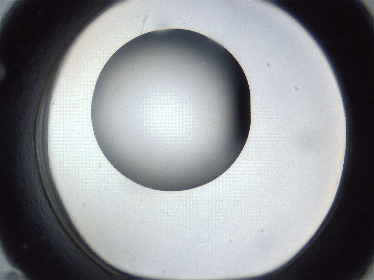 folderID164_plateID1164_batchID3211_wellNum71_profileID1_d1_r63915_ef.jpg