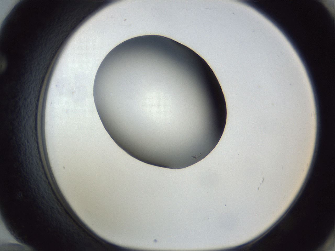 folderID164_plateID1164_batchID3211_wellNum72_profileID1_d1_r63917_ef.jpg