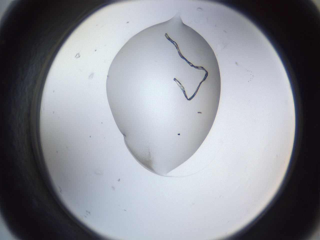 folderID164_plateID1164_batchID3211_wellNum67_profileID1_d2_r63908_ef.jpg
