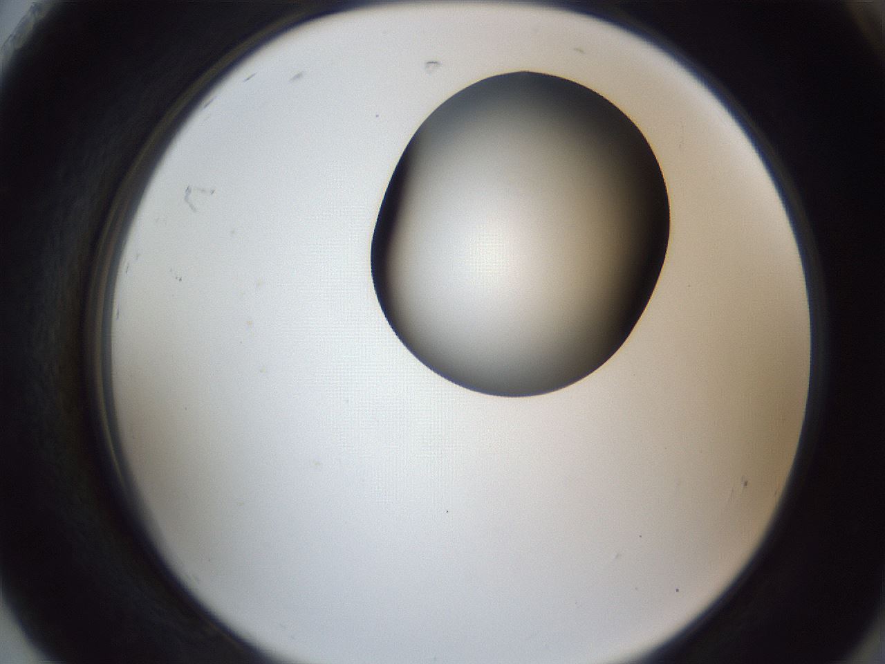 folderID164_plateID1164_batchID3211_wellNum92_profileID1_d2_r63958_ef.jpg