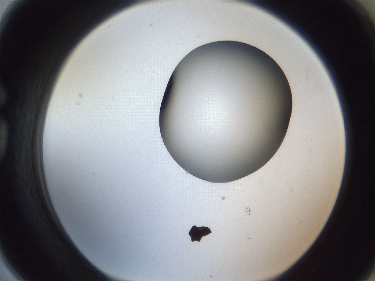 folderID164_plateID1164_batchID3211_wellNum78_profileID1_d1_r63929_ef.jpg