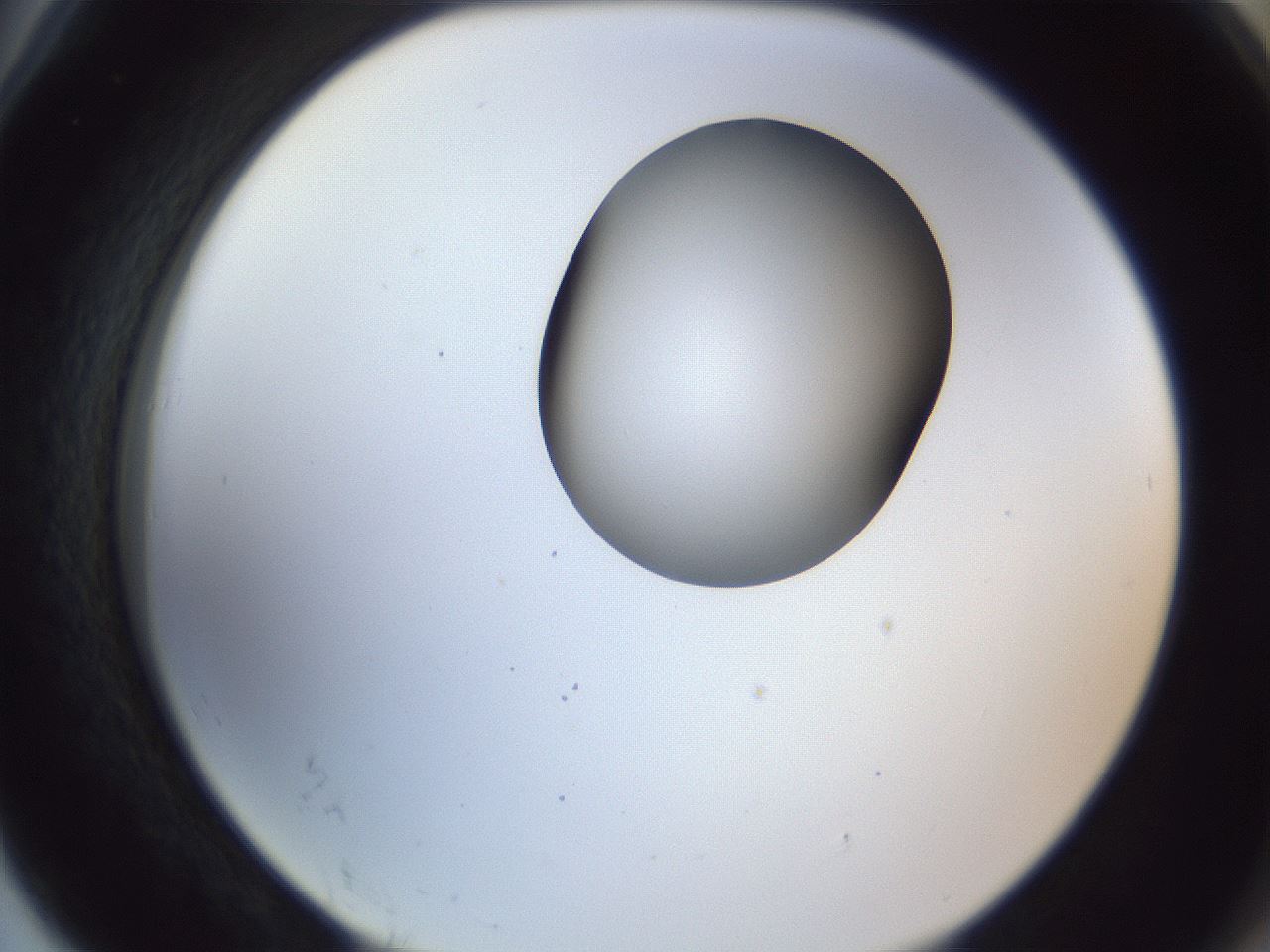folderID164_plateID1164_batchID3211_wellNum78_profileID1_d2_r63930_ef.jpg