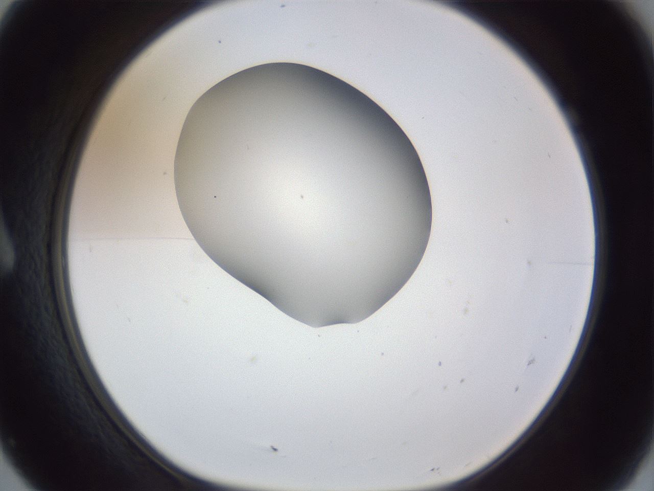 folderID164_plateID1164_batchID3211_wellNum7_profileID1_d1_r63787_ef.jpg