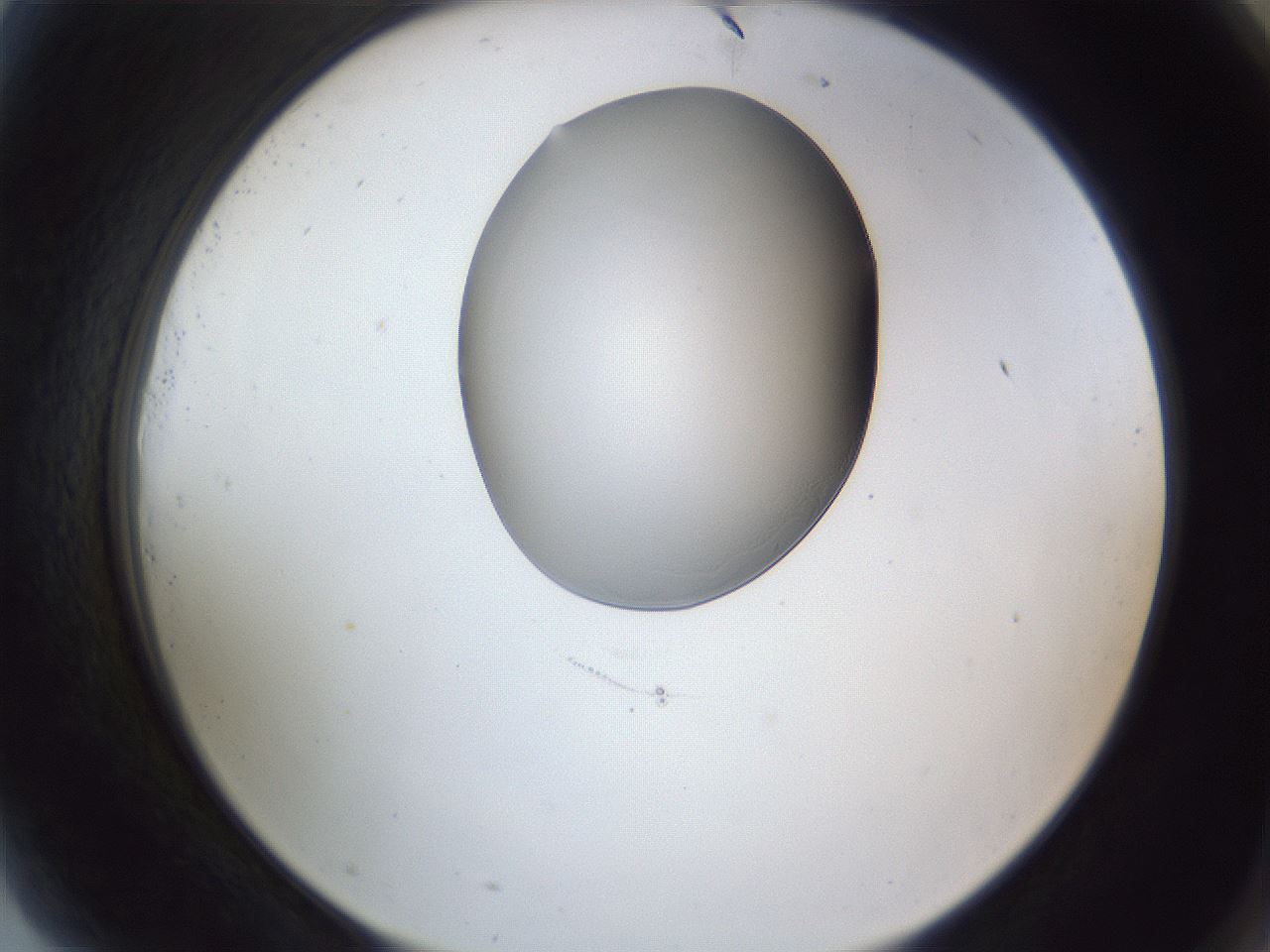 folderID164_plateID1164_batchID3211_wellNum81_profileID1_d2_r63936_ef.jpg