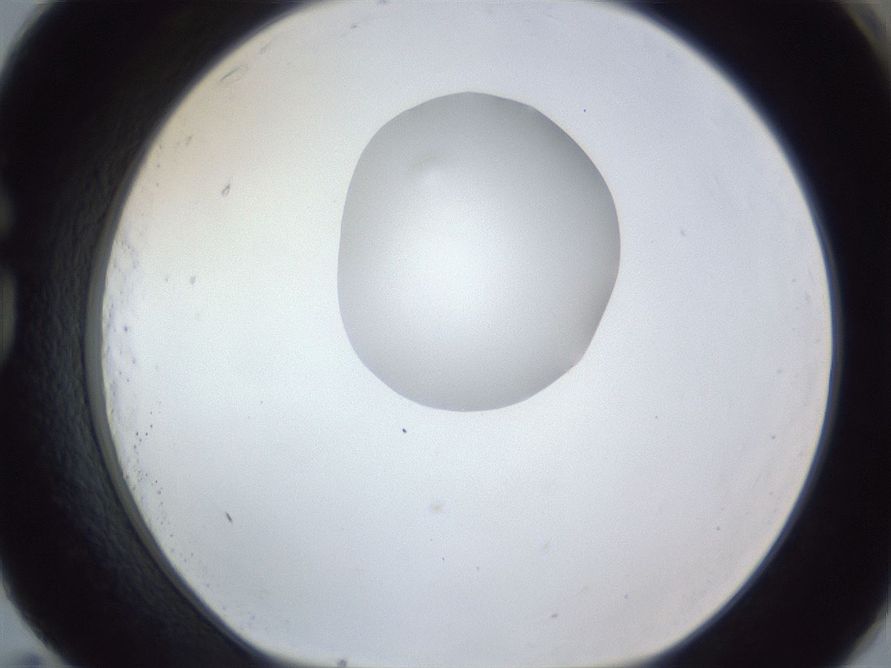 folderID164_plateID1164_batchID3211_wellNum83_profileID1_d1_r63939_ef.jpg