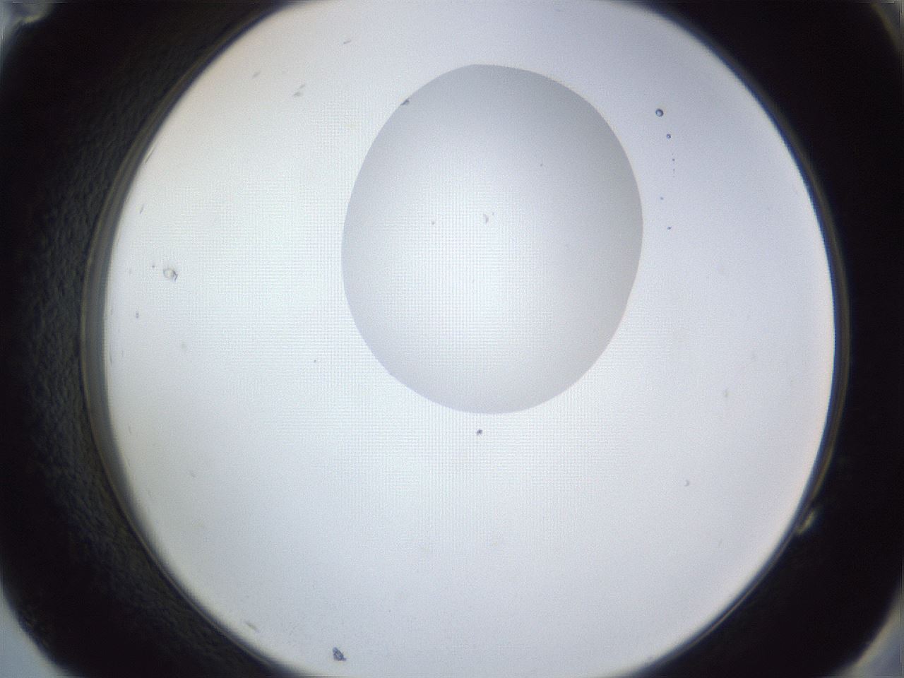 folderID164_plateID1164_batchID3211_wellNum83_profileID1_d2_r63940_ef.jpg