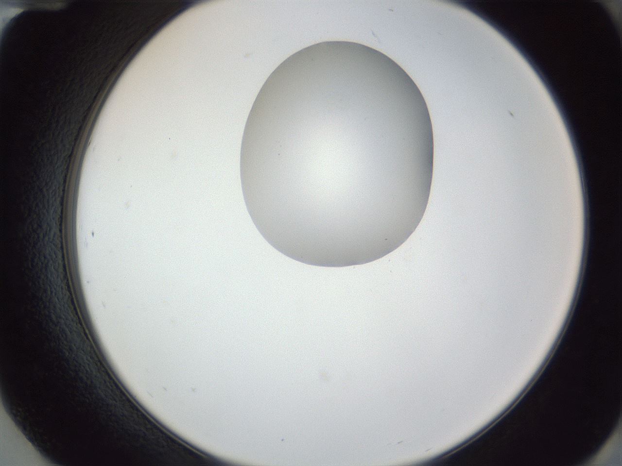 folderID164_plateID1164_batchID3211_wellNum84_profileID1_d2_r63942_ef.jpg