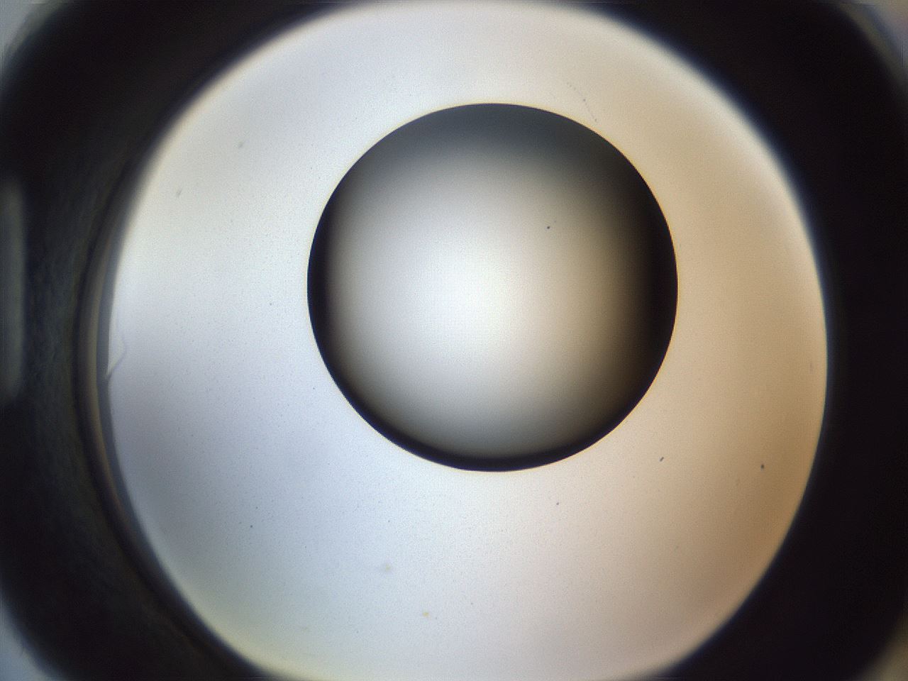 folderID164_plateID1164_batchID3211_wellNum90_profileID1_d1_r63953_ef.jpg
