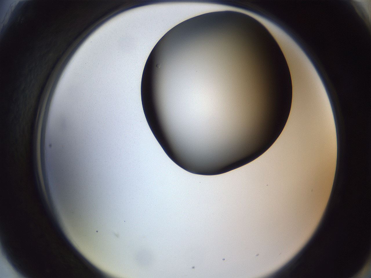 folderID164_plateID1164_batchID3211_wellNum90_profileID1_d2_r63954_ef.jpg