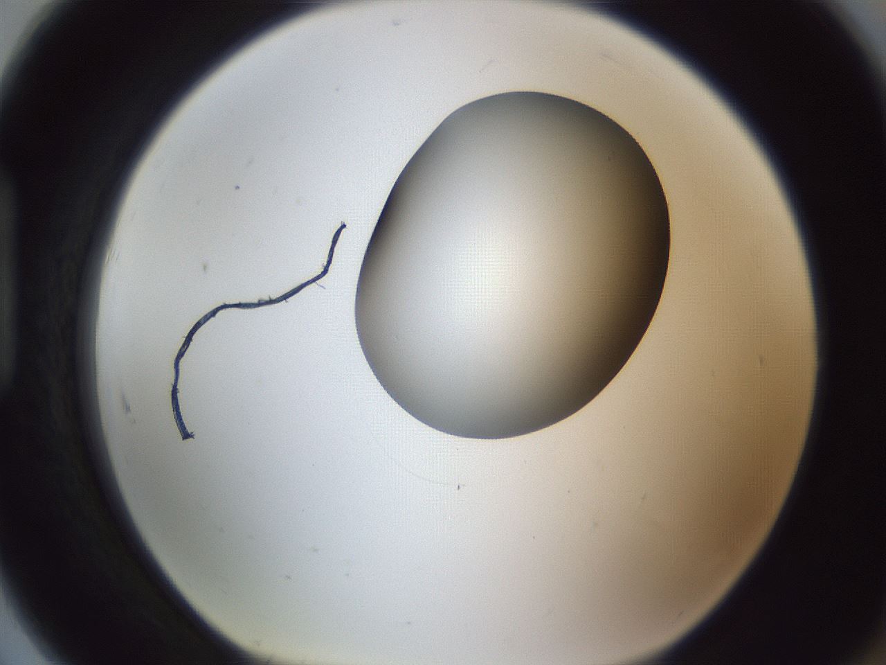 folderID164_plateID1164_batchID3211_wellNum91_profileID1_d1_r63955_ef.jpg