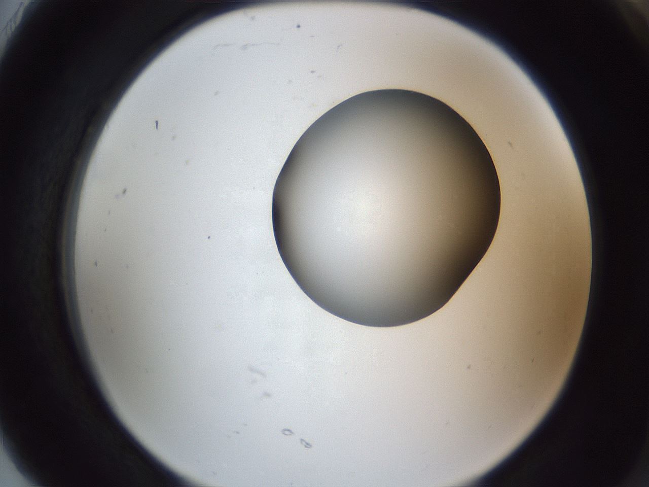 folderID164_plateID1164_batchID3211_wellNum91_profileID1_d2_r63956_ef.jpg