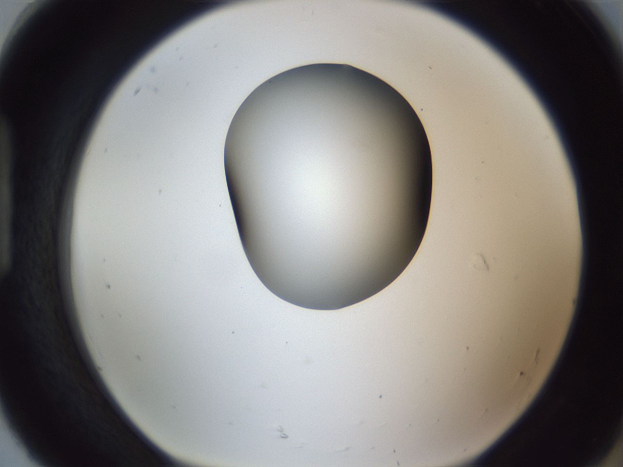 folderID164_plateID1164_batchID3211_wellNum92_profileID1_d1_r63957_ef.jpg