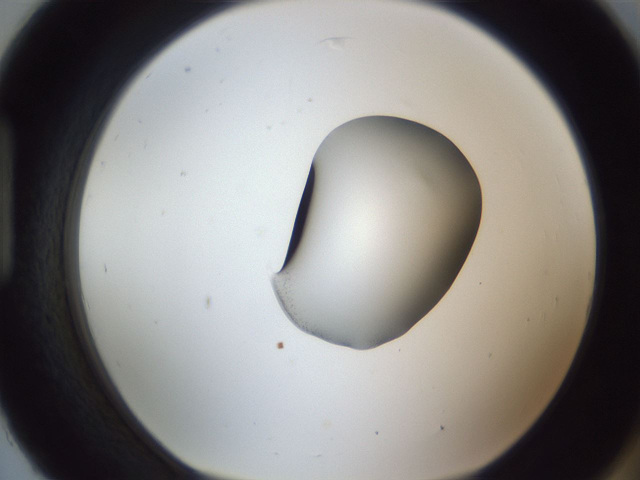 folderID164_plateID1164_batchID3211_wellNum93_profileID1_d1_r63959_ef.jpg