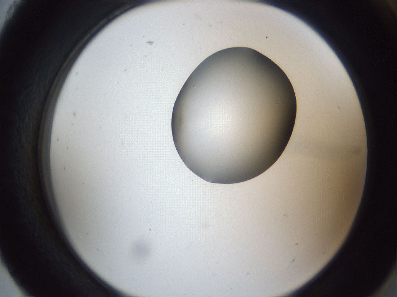 folderID164_plateID1164_batchID3211_wellNum93_profileID1_d2_r63960_ef.jpg