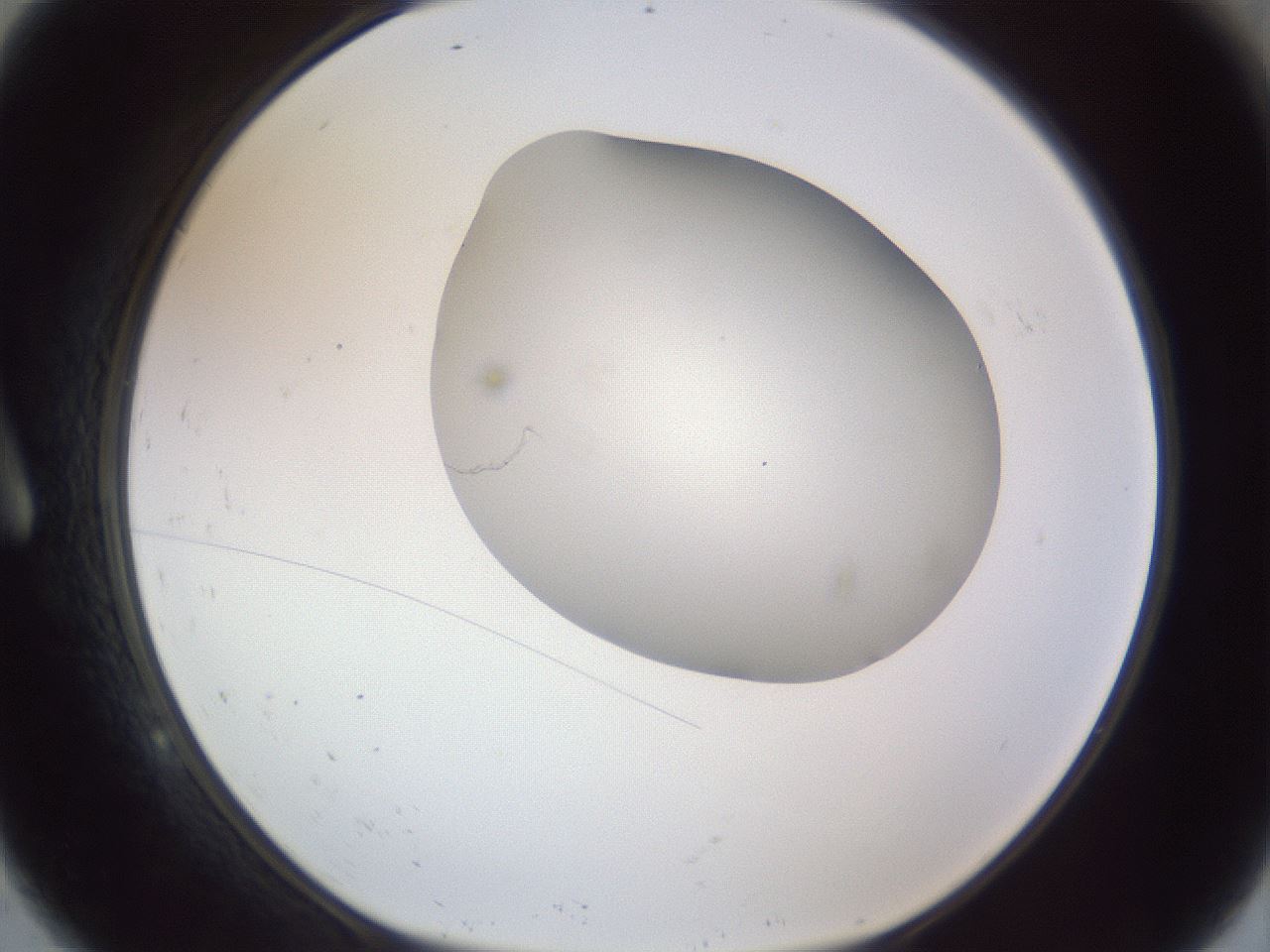 folderID164_plateID1164_batchID3211_wellNum9_profileID1_d1_r63791_ef.jpg