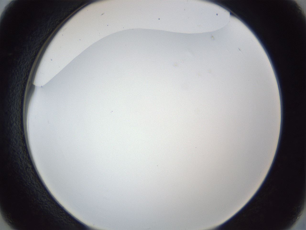 folderID165_plateID1165_batchID3067_wellNum26_profileID1_d2_r61138_ef.jpg